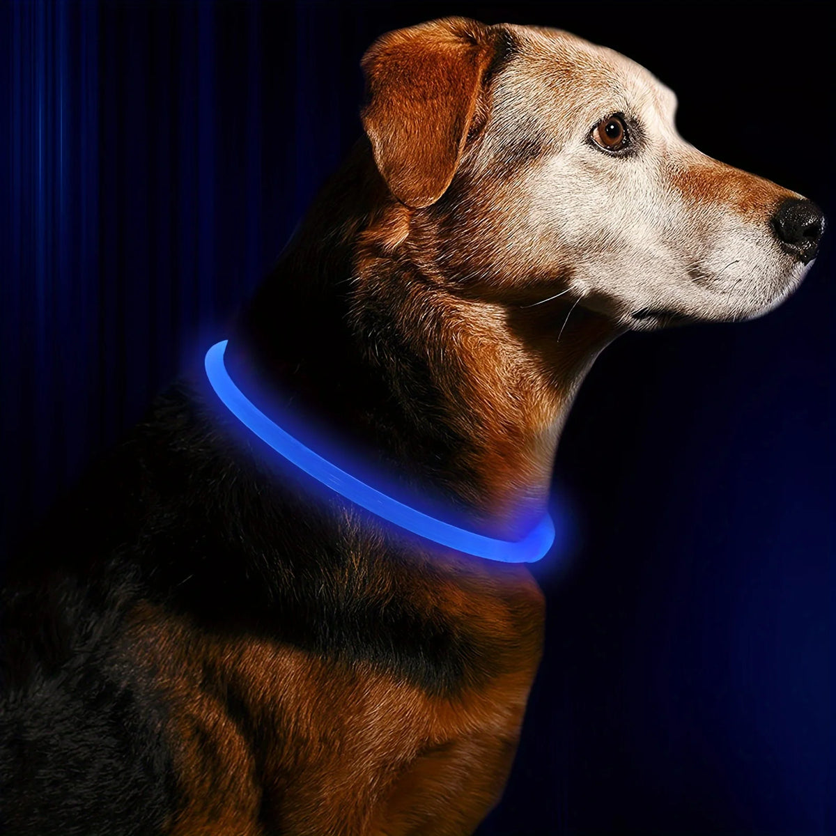 Collar de luz LED para perro, collar luminoso antipérdida, collar de perro recargable por USB