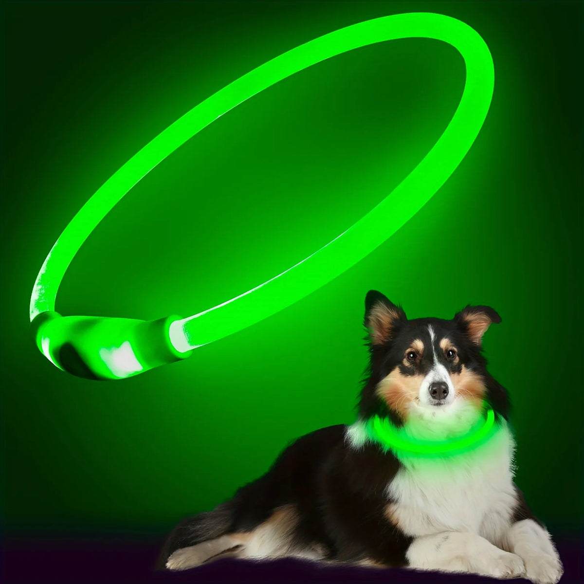Collar de luz LED para perro, collar luminoso antipérdida, collar de perro recargable por USB