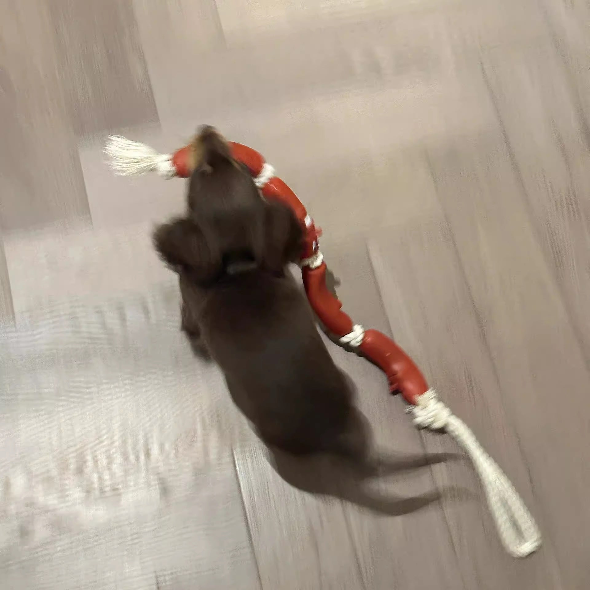Dog Hand Holding Rope A Bunch Of Big Sausage